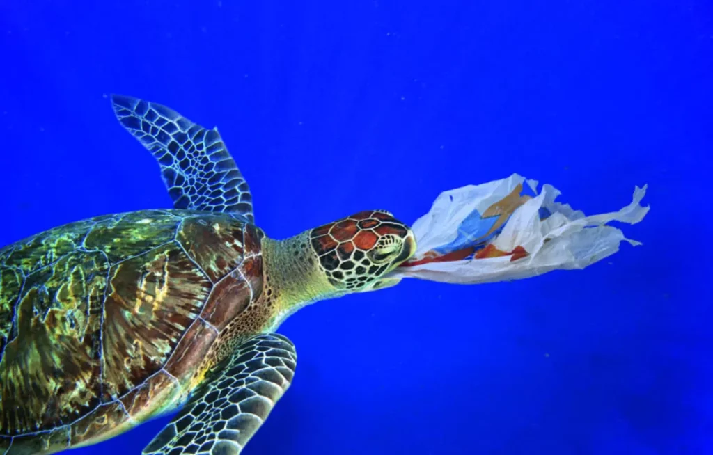 Tortue marine avec du plastique